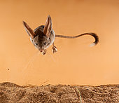 Long-eared jerboa (Euchoreutes naso) jumps on the sand. Original country: Mongolia