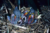 Red macaw (Macaw macaw) young at nest