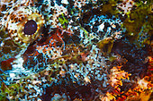 Close-up of Tassled scorpionfish (Scorpaenopsis oxycephala), Mayotte