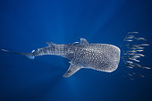 Whale shark (Rhincodon typus) swimming with a school of bonito, Nosy Be, Madagascar