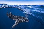 Requin baleine (Rhincodon typus) sous la surface, Nosy Be, Madagascar