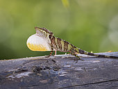 Lonely twig anole (Anolis solitarius), male in territorial display, Sierra Nevada de Santa Marta, Colombia, October