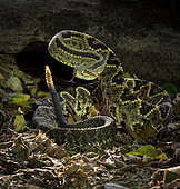 Central American Rattlesnake (Crotalus simus), in threatening posture, Costa Rica, October