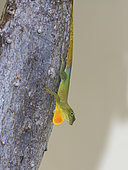 Jamaican Turquoise Anole (Anolis grahami), Jamaica, February