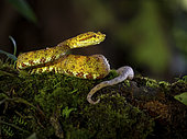 Eyelash Viper (Bothriechis schlegeli), yellow-orange morph, Costa Rica, October