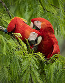 Scarlet macaw (Ara macao), pair munching on branches, Costa Rica, October