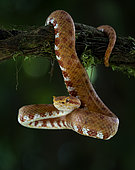 Eyelash Viper (Bothriechis schlegeli), orange morph, Costa Rica, February
