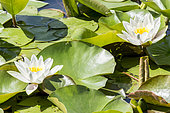 Nymphaea 'Marliacea Albida'