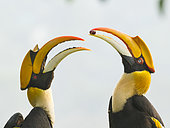 Great Hornbill (Buceros bicornis) pair, Darjeeling, India