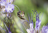 Mining bee (Lasioglossum marginatus) on Notchleaf (Phacelia sp), Ballons des Vosges Regional Natural Park, France