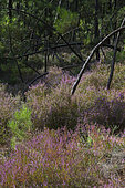 Austrian pine (Pinus nigra) forest with Heather (Calluna vulgaris) in the ocher quarries of Mormoiron, Mont Ventoux, Provence, France
