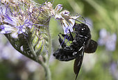 Carpenter Bee (Xylocopa violacea) on Notchleaf (Phacelia sp), Ballons des Vosges Regional Natural Park, France