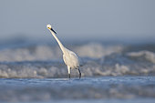 Snowy Egret (Egretta thula), Florida, USA