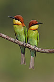 Chestnut-headed Bee-eater (Merops leschenaulti) pair, Malaysia