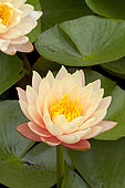 Water lily (Nymphaea sp) 'Mangkala Ubol'