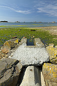 Green algae (Ulva spp) at the exit of a channeled creek, Porz Scaff, Plougrescant, Côtes-d'Armor, Brittany, France