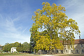 London plane (Platanus x hispanica), parc de l'Arquebuse, Dijon, France