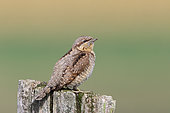 Wryneck (Jynx torquilla) adult on a picket in autumn migration observing, September, Finistere, France