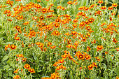 Hélianthème orange à coeur rouge, Helianthemum 'Ben Alder'