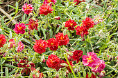 Helianthemum 'Rubra Plena'