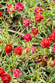 Helianthemum 'Rubra Plena'