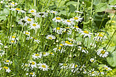 Leucanthemum vulgare