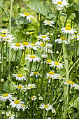Leucanthemum vulgare