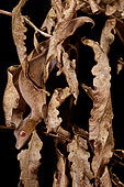 The mimicry satanic leaf-tailed gecko (Uroplatus phantasticus) was one of our target species during our mission in madagascar. This species is quiet common but really hard to spot in the wild. After several night or search we finally were lucky enough to spotted it. This wild individual was photographed during the night in the Mitsinjo natural reserve. Madagascar Finalist at Namur contest (FINN) and Big Picture 2018. Highly commanded at GDT contest 2018.