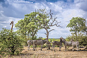 Plains zebra (Equus quagga burchellii) and Giraffe (Giraffa camelopardalis) in Kruger scenery National park, South Africa