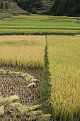 Rice Harvest in Imerina, Antsirabé Region, Madagascar