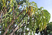Branches and foliage of Pachypodium (Pachypodium meridionalis), Ranohira, Massif of Isalo, Madagascar