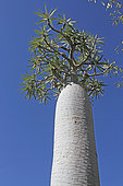 Madagascar Palm (Pachypodium geayi), Antsokay, Province of Tulear, Madagascar