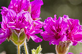 Pelargonium cucullatum 'Flore Pleno'