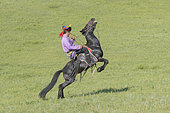Mongol man traditionnaly dressed on a horse, traditional exercise of address, demonstration of pitching, Bashang Grassland, Zhangjiakou, Hebei Province, Inner Mongolia, China