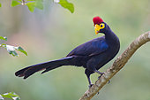 Ross's Turaco (Musophaga rossae), Wakiso, Uganda