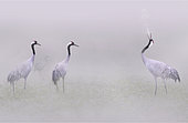 Common cranes (Grus grus) in the fog, Lac du Der, Champagne, France