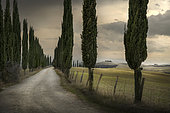 Cypres tree-lined avenue, road to the farmhouse, Asciano, Siena, Tuscany, Italy