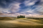 Cypres trees in Val d'Orcia, San Quirico d'Orcia, Siena, Tuscany, Italy