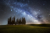 Cypress trees in Val d'Orcia, San Quirico d'Orcia, Siena, Tuscany, Italy