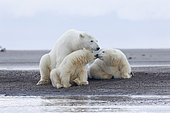Polar Bear( Ursus maritimus ) with cubs along a barrier island outside Kaktovik, Every fall, polar bears (Ursus maritimus) gather near Kaktovik on the northern edge of ANWR, Barter Island, Arctic National Wildlife Refuge, Alaska