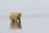 Polar Bear( Ursus maritimus ) in water along a barrier island outside Kaktovik, Every fall, polar bears (Ursus maritimus) gather near Kaktovik on the northern edge of ANWR, Barter Island, Arctic National Wildlife Refuge, Alaska