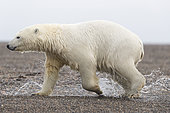 Polar Bear( Ursus maritimus ) walking along a barrier island outside Kaktovik, Every fall, polar bears (Ursus maritimus) gather near Kaktovik on the northern edge of ANWR, Barter Island, Arctic National Wildlife Refuge, Alaska