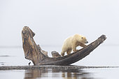Polar Bear( Ursus maritimus ) near by the bones pile, carcass of Bow whales hunt by the villagers, along a barrier island outside Kaktovik, Every fall, polar bears (Ursus maritimus) gather near Kaktovik on the northern edge of ANWR, Arctic National Wildlife Refuge, Alaska