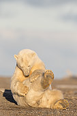 Polar Bear( Ursus maritimus ) grooming, along a barrier island outside Kaktovik, Every fall, polar bears (Ursus maritimus) gather near Kaktovik on the northern edge of ANWR, Barter Island, Arctic National Wildlife Refuge, Alaska
