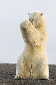Polar Bear( Ursus maritimus ) playing with a piece of whale skin, along a barrier island outside Kaktovik, Every fall, polar bears (Ursus maritimus) gather near Kaktovik on the northern edge of ANWR, Barter Island, Arctic National Wildlife Refuge, Alaska