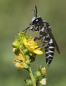 Leaf-cutting cuckoo bee (Coelioxys afra) on Churchsteeples (Agrimonia eupatoria), Regional Natural Park of Vosges du Nord, France