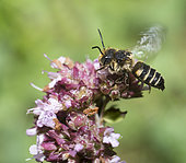 Short Sharp-tail (Coelioxys afra) on flower, Regional Natural Park of Vosges du Nord, France
