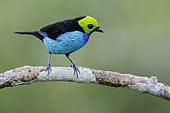 Paradise Tanager (Tangara chilensis), Ecuador