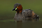 Little Grebe (Tachybaptus ruficollis), Maharashtra, India