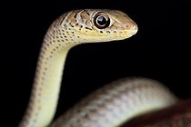Couleuvre des sables (Psammophis brevirostris)